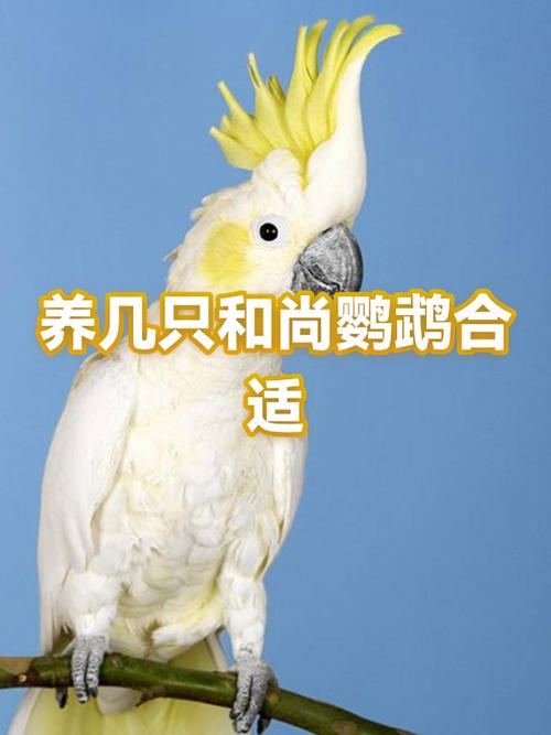 鹦鹉好养吗