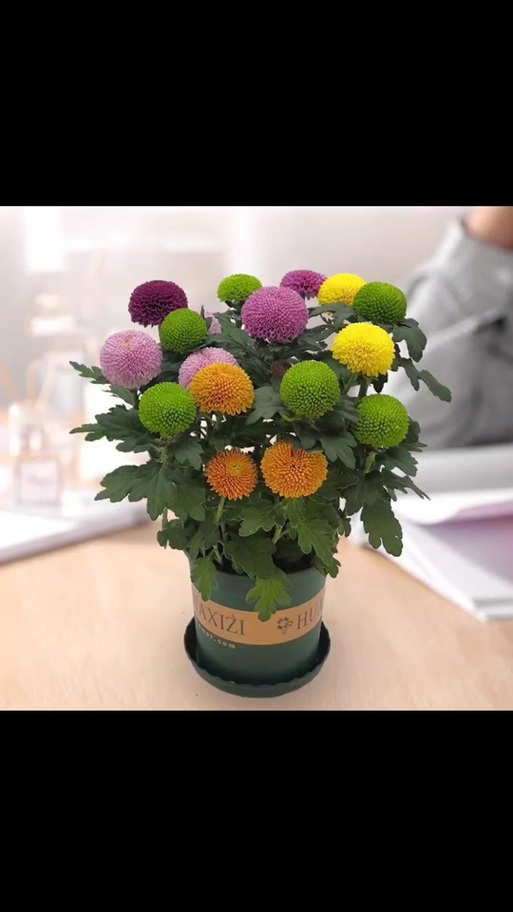 盆栽菊花图片