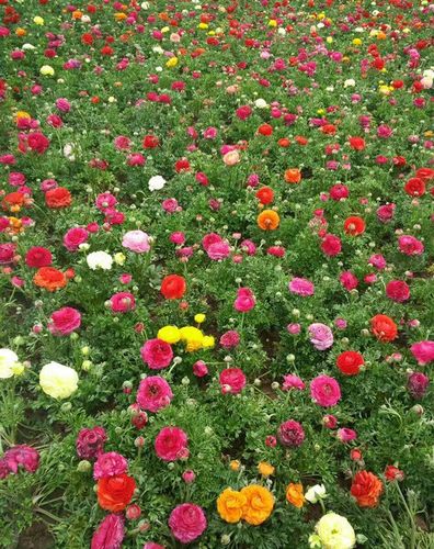 除了百花丛还有什么论坛