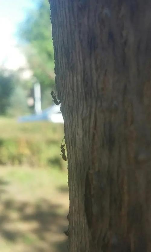 蚂蚁爬树是啥意思