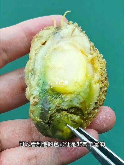 鲍鱼有绿色的东西
