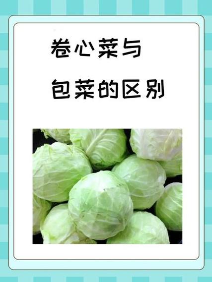 包菜就是卷心菜吗