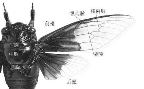 蟋蟀翅衣解析