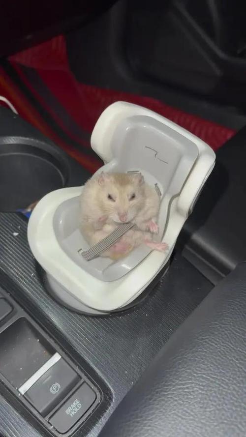 仓鼠不听话能打吗