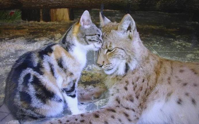 猞猁和家猫的杂交