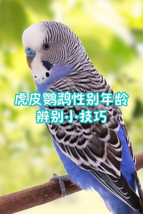 虎皮鹦鹉几年就算老了截图