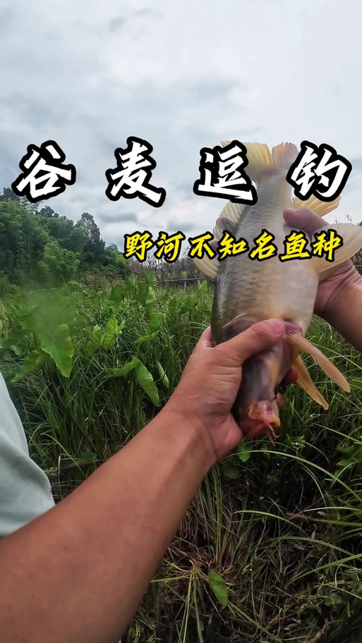 荒野大镖客ol钓鱼图标