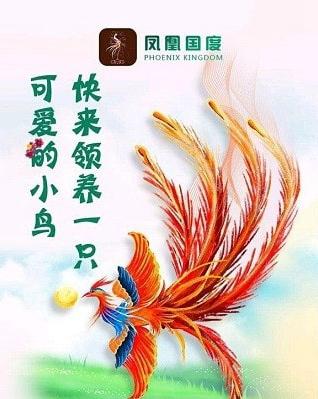 凤凰国度官网