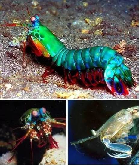 皮皮虾官方