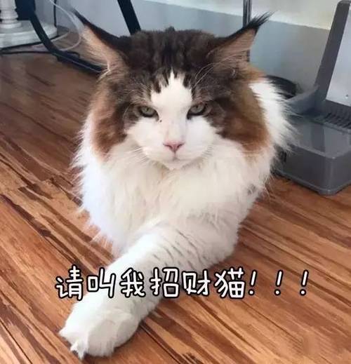 养猫能赚钱吗缩略图