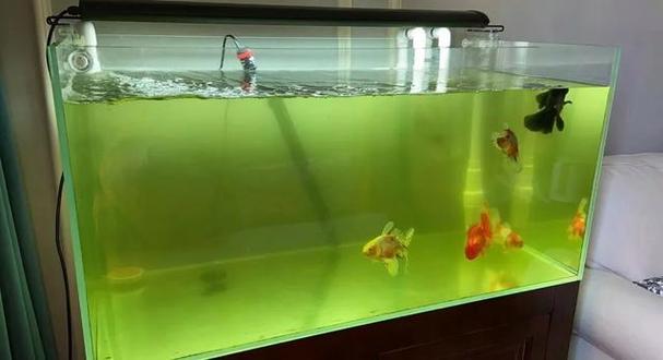 鱼缸水发绿是怎么回事截图