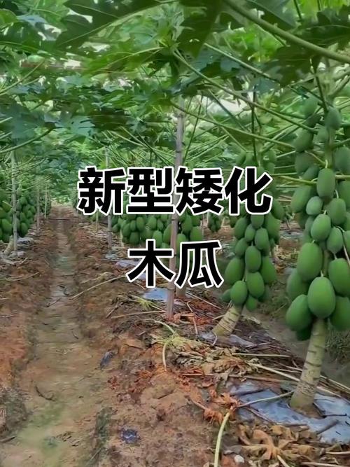 矮化木瓜最贵三个品种