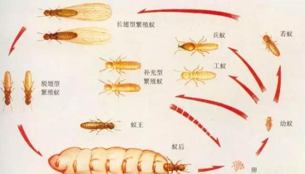 蚂蚁保护板app苹果版图标