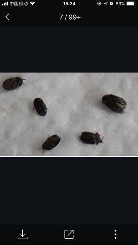 床上有黑色的小虫子是什么虫