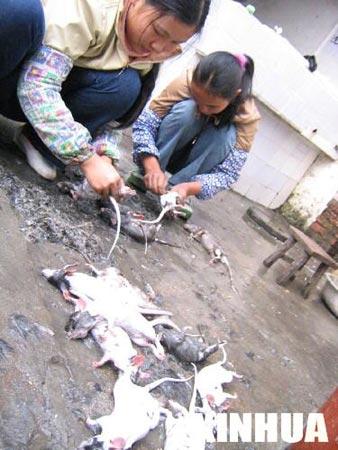 老鼠打野出纯肉