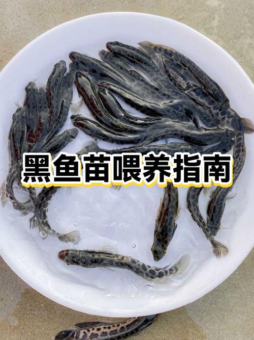 黑鱼幼鱼苗喂什么吗