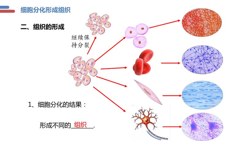 高度分化的细胞有哪些