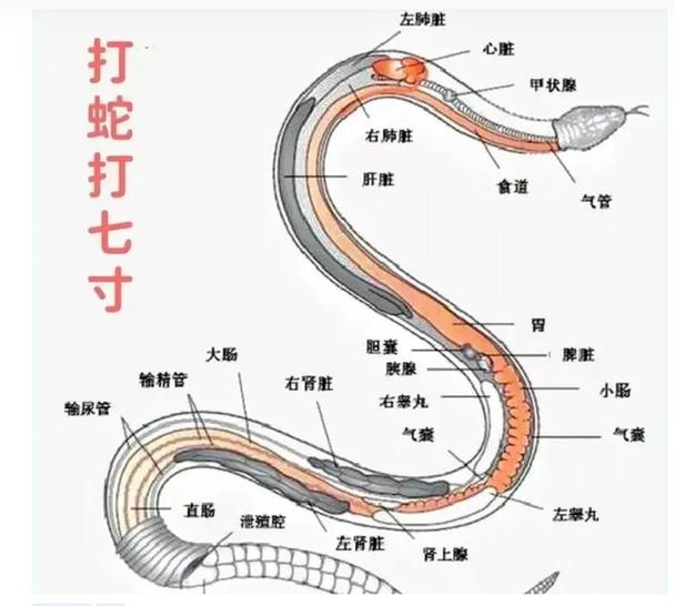 打蛇打七寸指的是什么部位图标