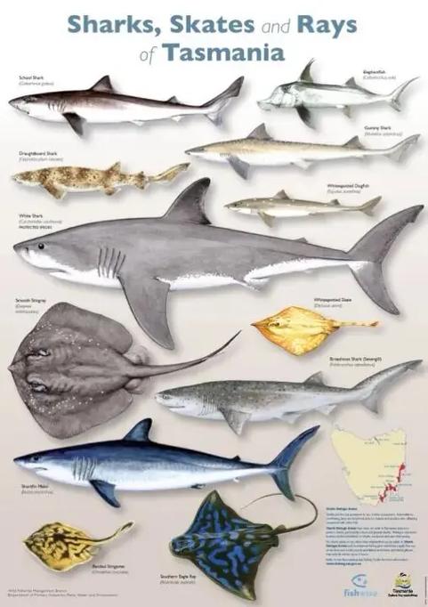 海洋生物资料大全截图