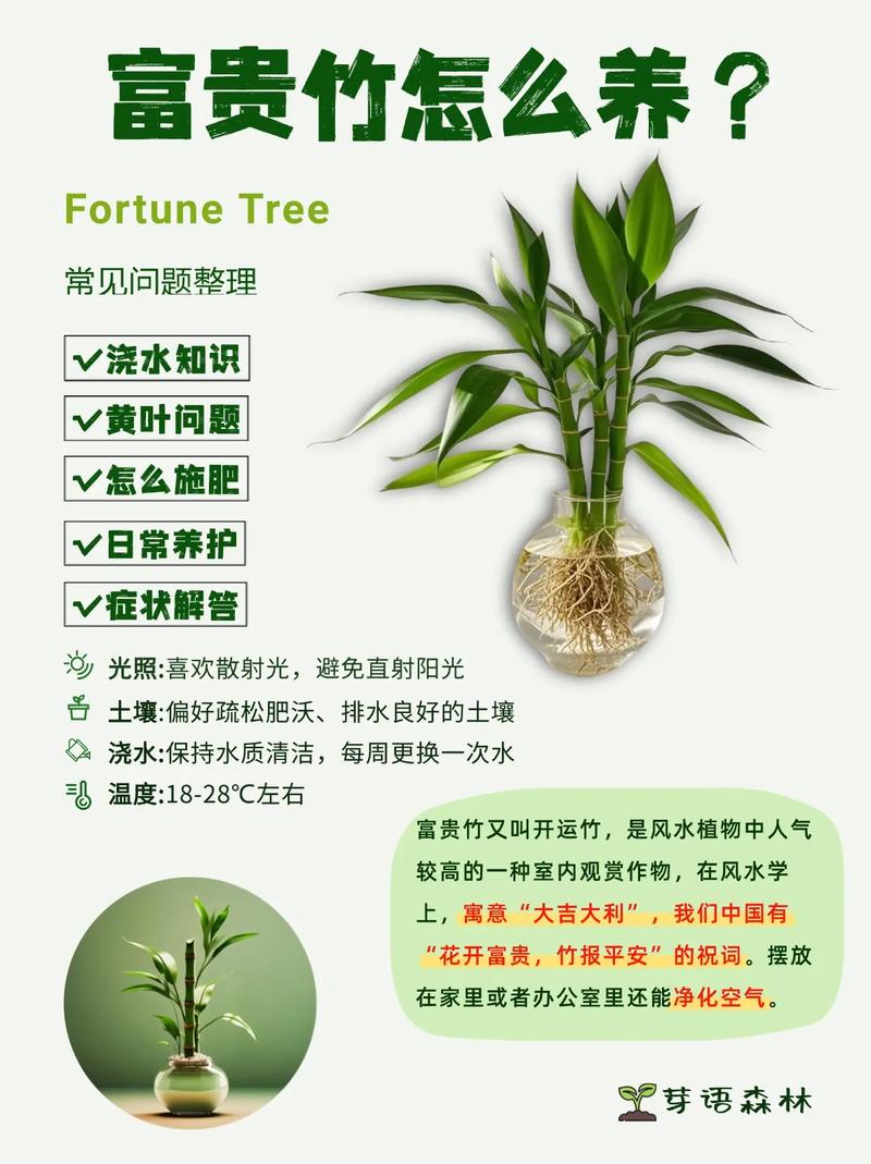 富贵竹最忌三种水截图