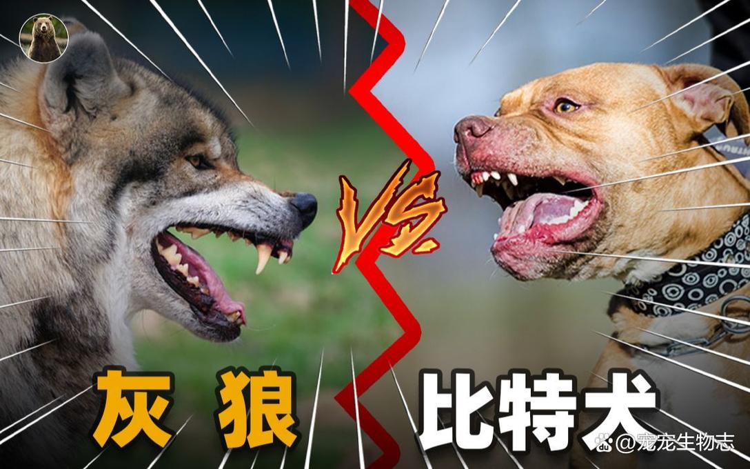 B站和快手哪个好