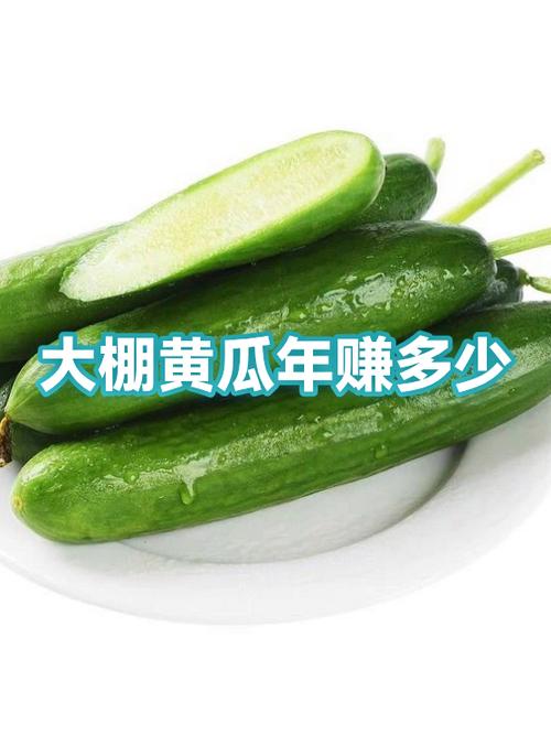收黄瓜卖赚钱吗