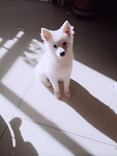 银狐犬咬人吗