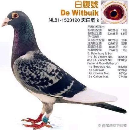 鸽子一次能飞多少公里截图