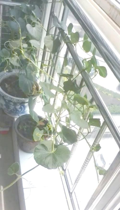 种葫芦缩略图