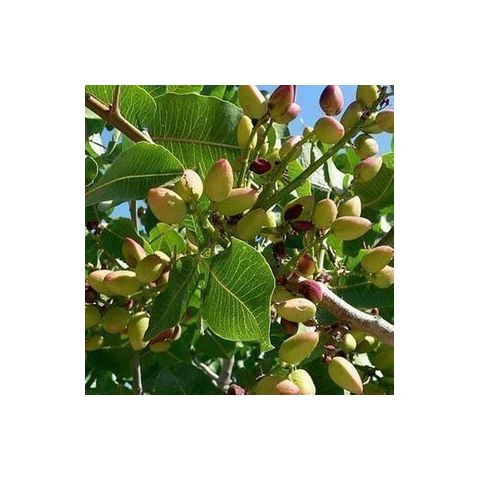 开心果南方可以种植吗
