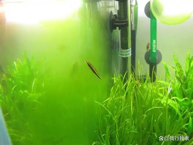 鱼缸白天开灯好还是关灯好呢截图