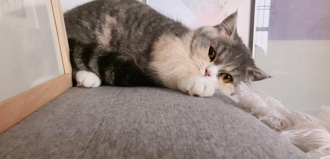 养猫一个月后悔了图标