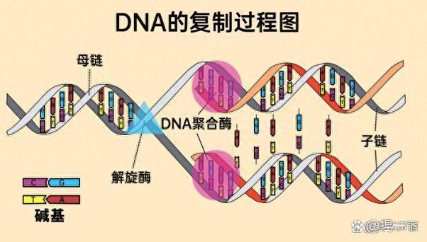 RNA复制型病毒