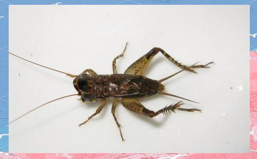 蝈蝈和蛐蛐说大话