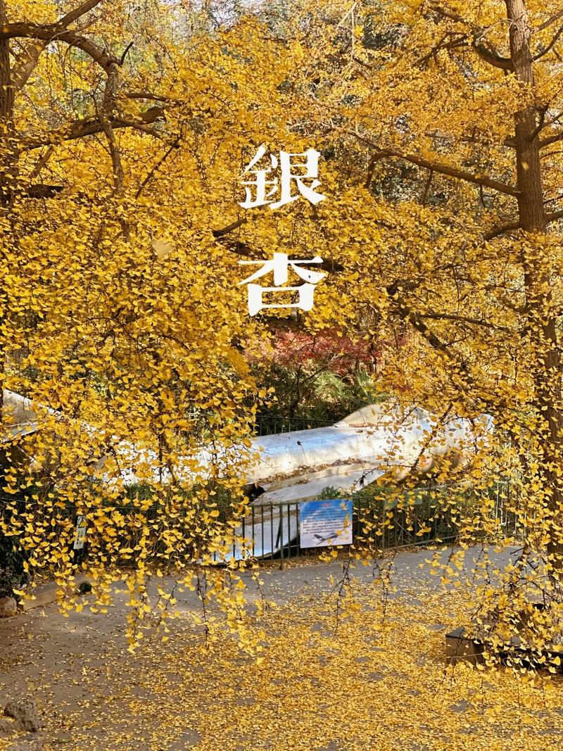 银杏分期吧缩略图