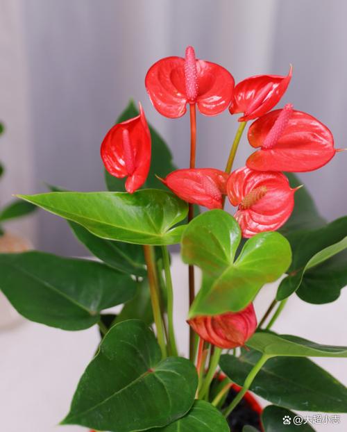 春节到了打一种花卖得最火