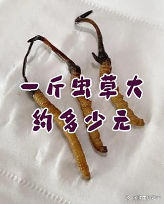 一斤虫草大约多少元截图