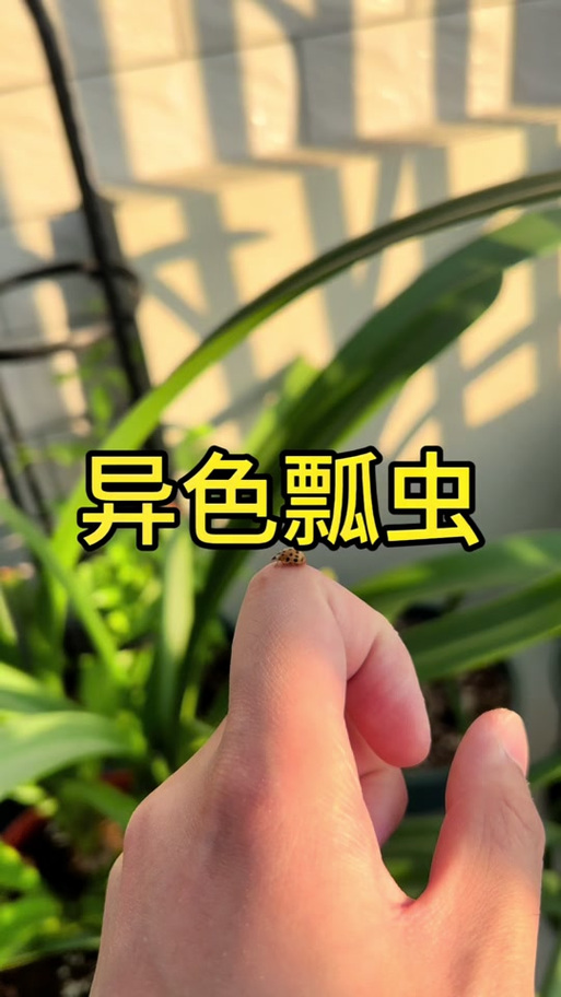 怎么让鞘翅飞起来缩略图