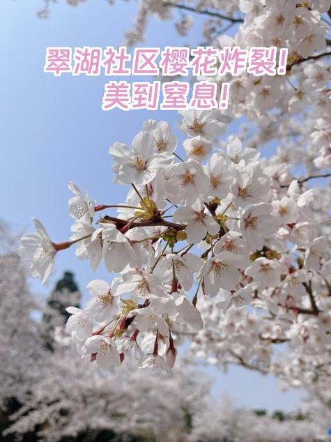 樱花社区如何注册