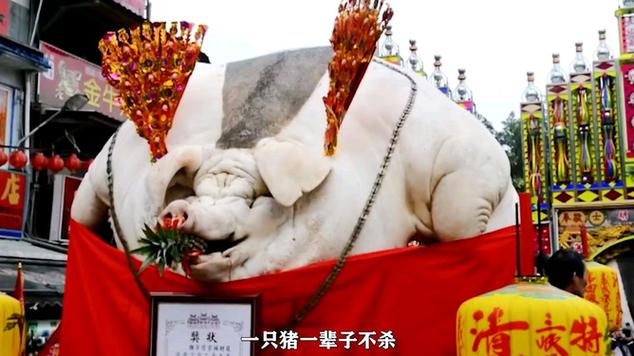 猪王评测真名