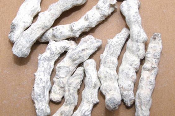 白僵蚕的神奇功效