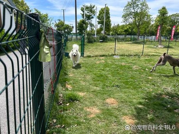 适合带宠物旅游的地方