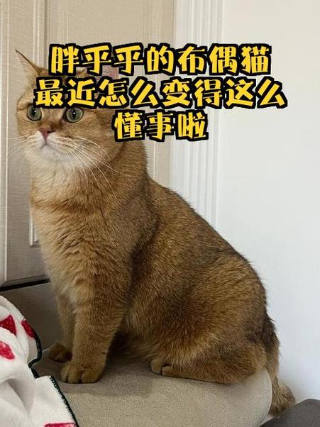 猫多大开始懂事不咬人
