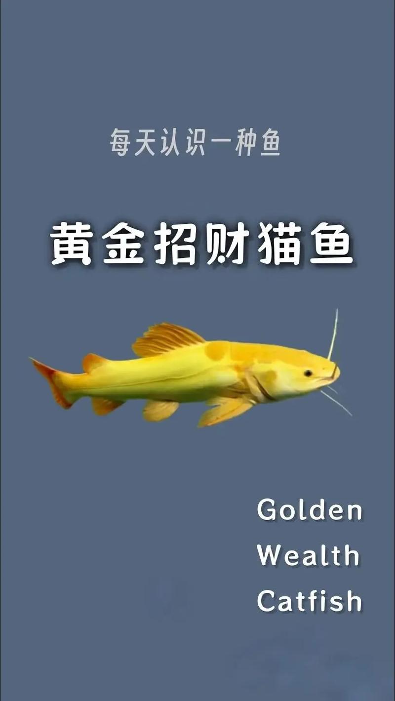 goldfish的隐晦寓意截图