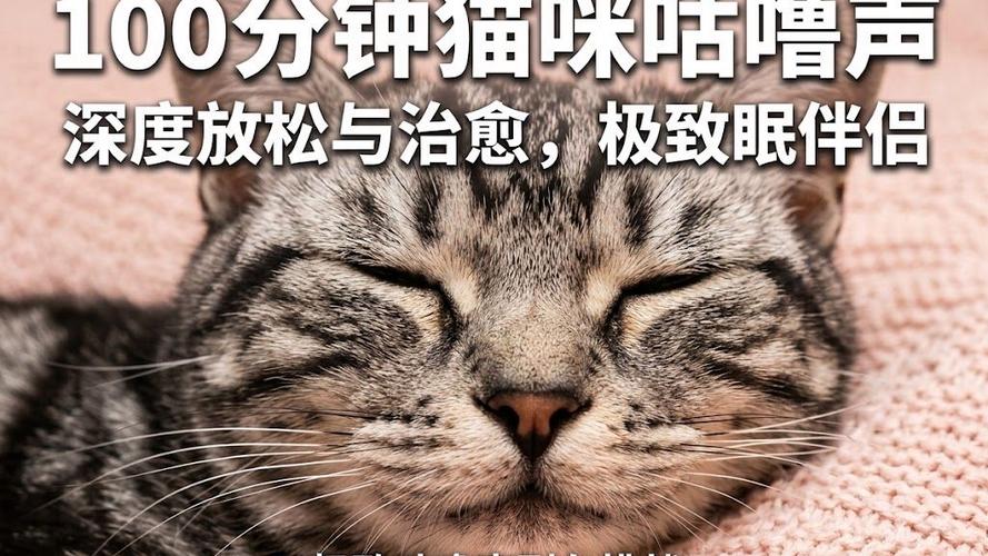 猫咪呼噜声催眠30分钟