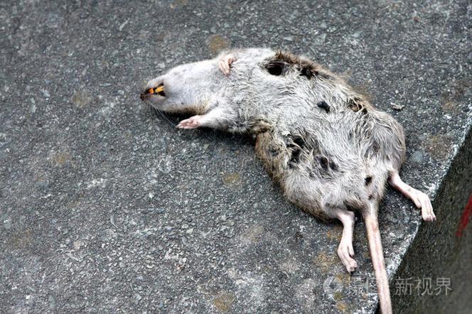 老鼠无缘无故的死亡