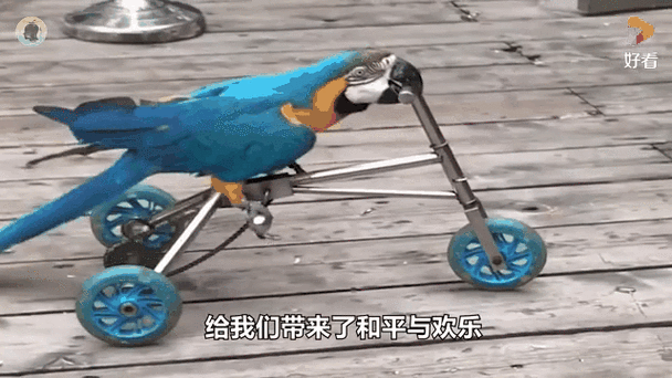 小鸟最恨5个主人