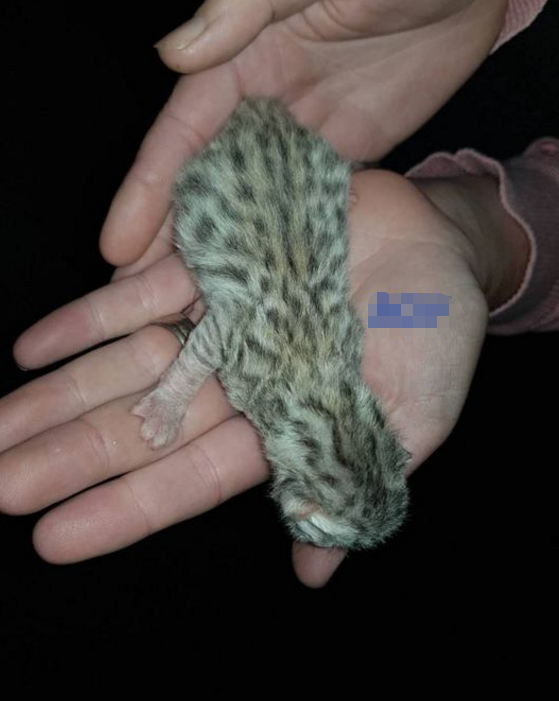捡到一只小奶猫缩略图