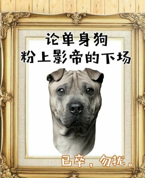 影帝酷爱撒糖截图