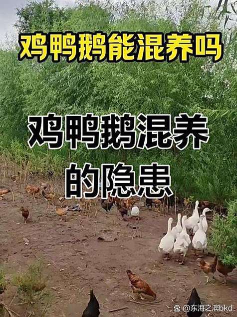 鹅和鸡鸭哪个吃了更好